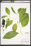 Phytolacca americana var. americana