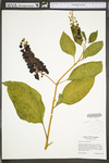 Phytolacca americana var. americana