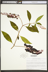 Phytolacca americana var. americana