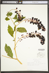 Phytolacca americana var. americana