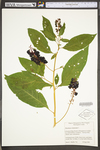 Phytolacca americana var. americana