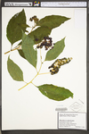 Phytolacca americana var. americana