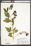 Phytolacca americana var. americana