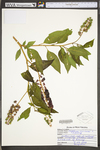 Phytolacca americana var. americana