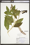 Phytolacca americana var. americana