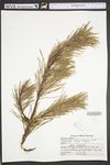 Pinus virginiana