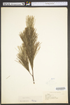 Pinus strobus