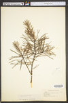 Pinus virginiana