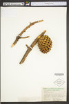 Pinus pungens