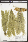 Pinus nigra