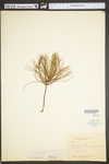 Pinus strobus
