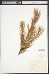 Pinus echinata