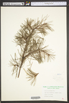 Pinus virginiana