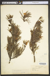Pinus virginiana