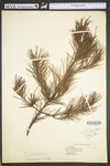 Pinus virginiana
