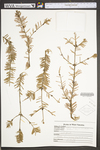 Abies balsamea