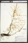 Picea abies