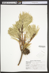 Pinus rigida