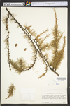 Larix laricina