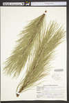 Pinus resinosa