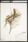 Pinus strobus