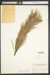 Pinus rigida