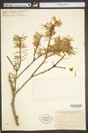 Abies balsamea