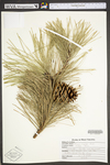 Pinus rigida