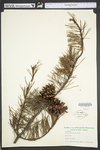 Pinus virginiana