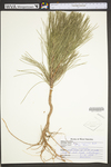 Pinus resinosa