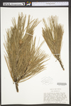 Pinus resinosa