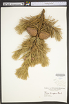 Pinus pungens