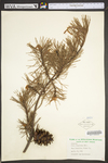 Pinus virginiana
