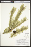 Pinus sylvestris