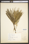 Pinus rigida