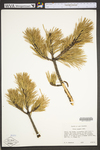 Pinus pungens