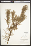 Pinus echinata