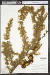 Larix leptolepis