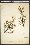 Picea rubens