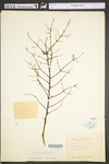 Tsuga canadensis