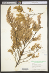 Tsuga canadensis