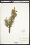 Pinus virginiana