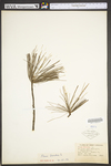 Pinus strobus