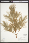 Pinus strobus