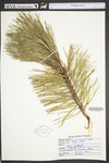 Pinus rigida