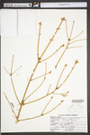 Picea abies
