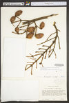 Picea rubens