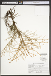 Picea rubens
