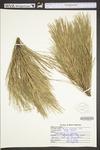 Pinus resinosa