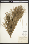 Pinus resinosa
